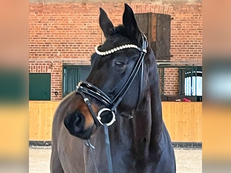 Hanoverian Gelding 9 years 16.3 hh Brown in Verden