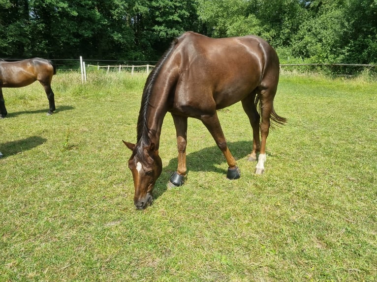 Hanoverian Gelding 9 years 16,3 hh Chestnut in Schiffdorf