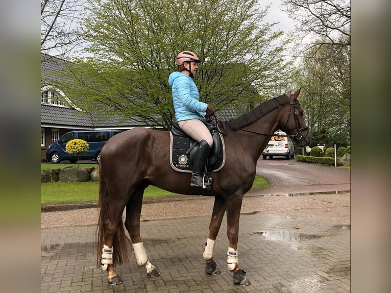 Hanoverian Gelding 9 years 16,3 hh Chestnut in Schiffdorf