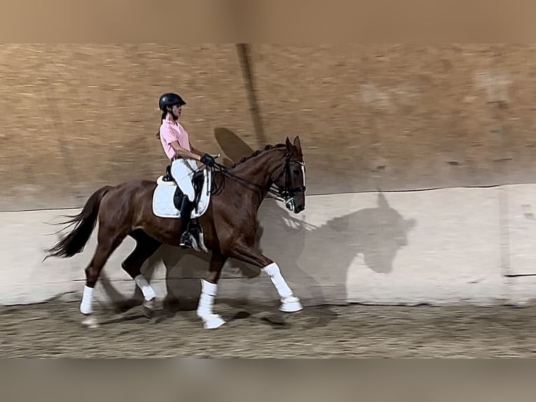 Hanoverian Gelding 9 years 16,3 hh Chestnut-Red in Wehringen