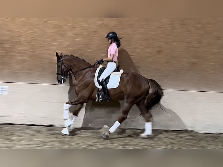 Hanoverian Gelding 9 years 16,3 hh Chestnut-Red in Wehringen