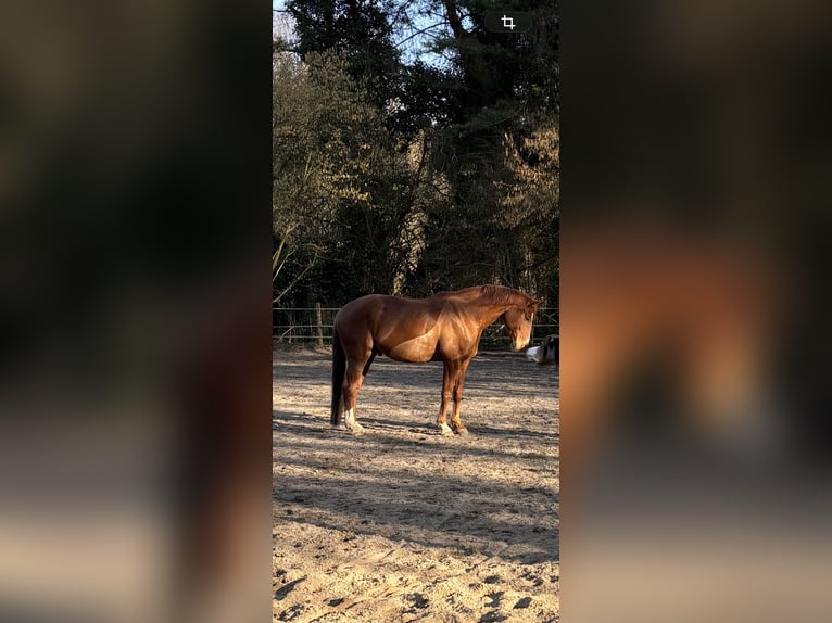 Hanoverian Gelding 9 years 16.3 hh Chestnut-Red in Wietzendorf