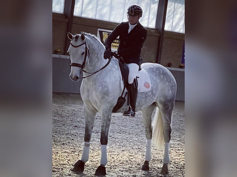 Hanoverian Gelding 9 years 16,3 hh Gray in Puurs