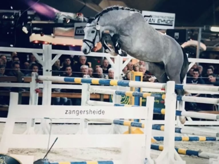 Hanoverian Gelding 9 years 16,3 hh Gray in Puurs