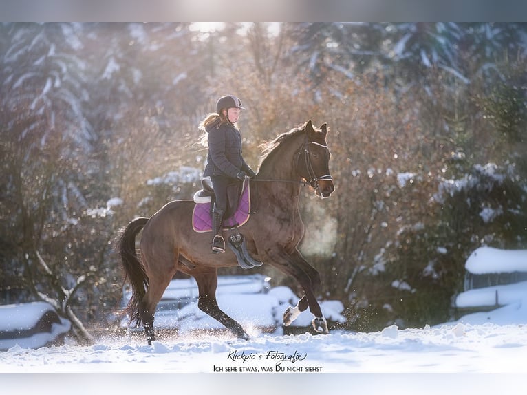 Hanoverian Gelding 9 years 16,3 hh Smoky-Black in Wilsdruff