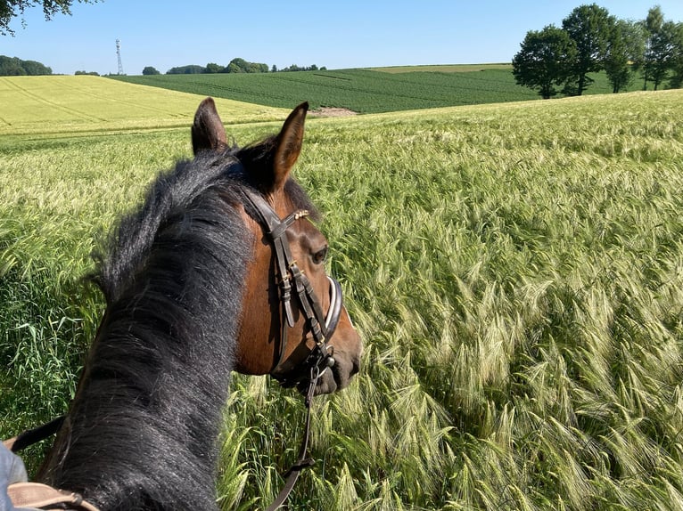 Hanoverian Gelding 9 years 16 hh Bay-Dark in Eggerm&#xFC;hlenAnkum