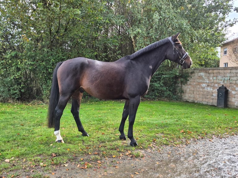 Hanoverian Gelding 9 years 16 hh Bay-Dark in Eggerm&#xFC;hlenAnkum