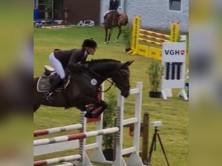 Hanoverian Gelding 9 years 16 hh Bay-Dark in Eggerm&#xFC;hlenAnkum
