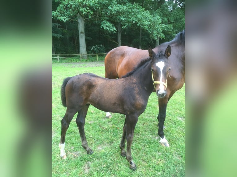 Hanoverian Gelding 9 years 16 hh Bay-Dark in Eggerm&#xFC;hlenAnkum
