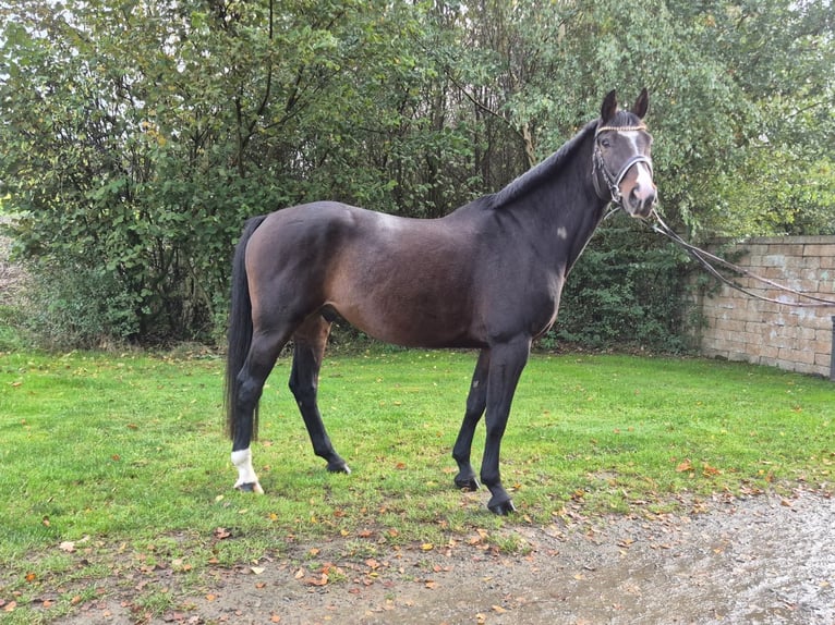 Hanoverian Gelding 9 years 16 hh Bay-Dark in Eggerm&#xFC;hlenAnkum