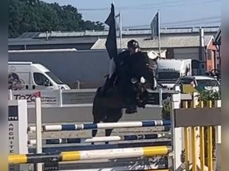Hanoverian Gelding 9 years 16 hh Bay-Dark in Eggerm&#xFC;hlenAnkum