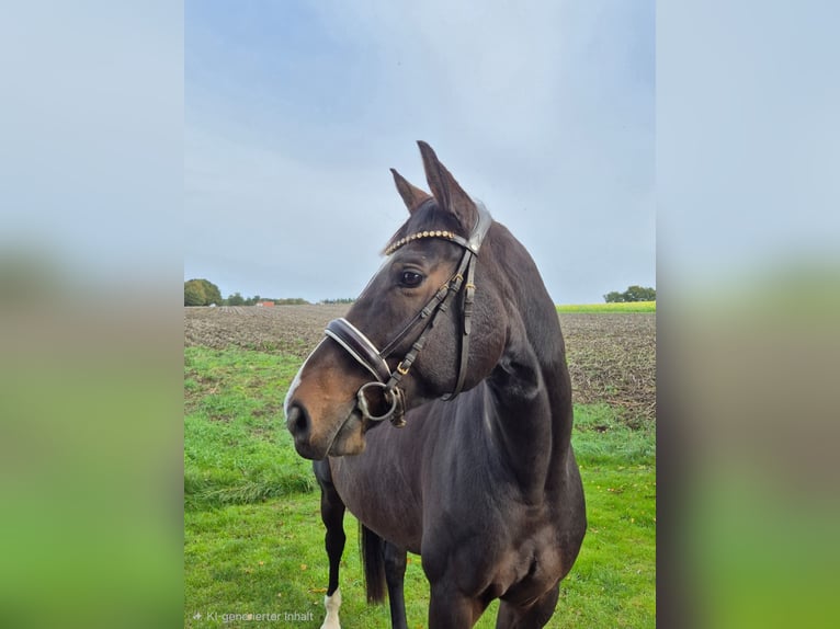 Hanoverian Gelding 9 years 16 hh Bay-Dark in Eggerm&#xFC;hlenAnkum