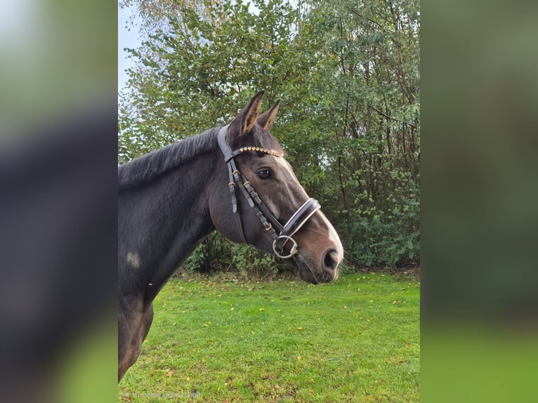 Hanoverian Gelding 9 years 16 hh Bay-Dark in Eggerm&#xFC;hlenAnkum
