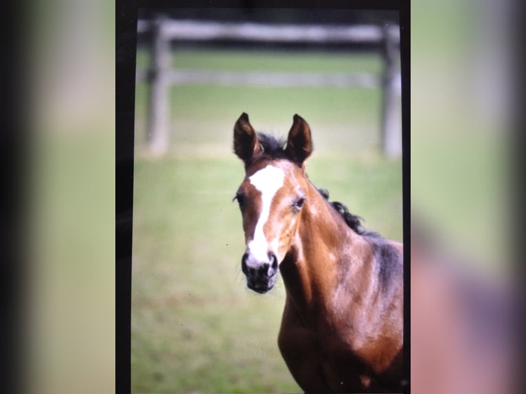 Hanoverian Gelding 9 years 16 hh Bay-Dark in Eggerm&#xFC;hlenAnkum