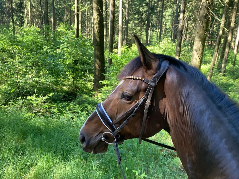 Hanoverian Gelding 9 years 16 hh Bay-Dark in Eggerm&#xFC;hlenAnkum