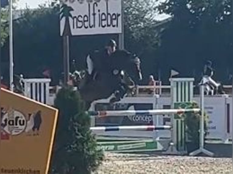 Hanoverian Gelding 9 years 16 hh Bay-Dark in Eggerm&#xFC;hlenAnkum