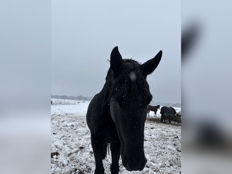 Hanoverian Gelding 9 years 16 hh Black in Poznan Poland
