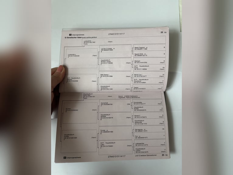 Hanoverian Gelding 9 years 16 hh Black in Poznan Poland