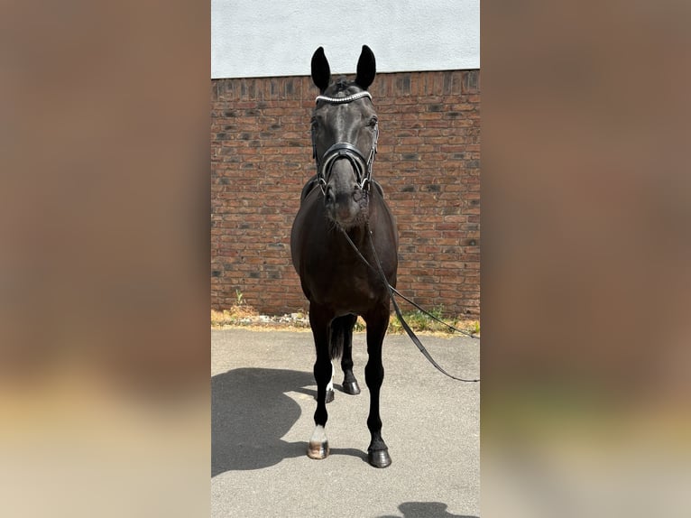 Hanoverian Gelding 9 years 16 hh Black in Niederkassel