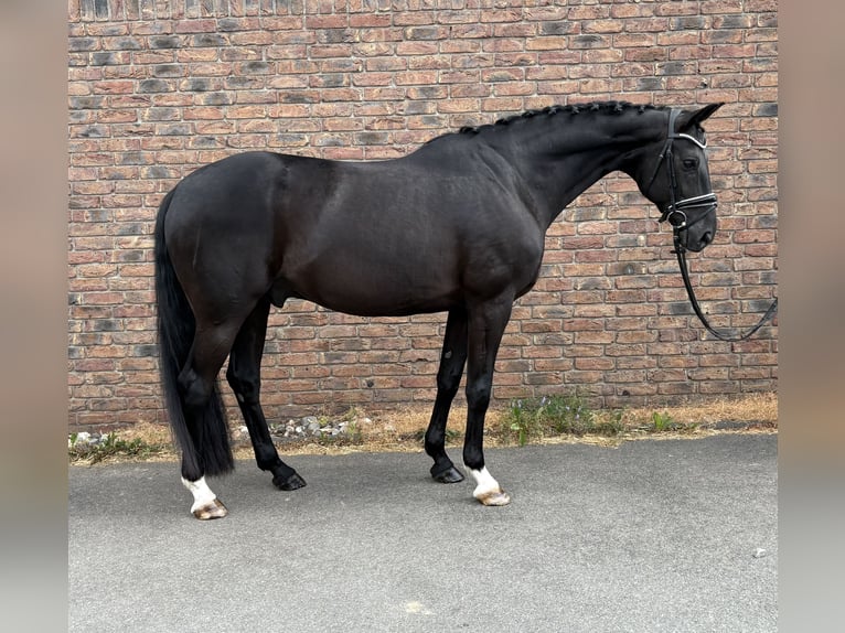 Hanoverian Gelding 9 years 16 hh Black in Niederkassel