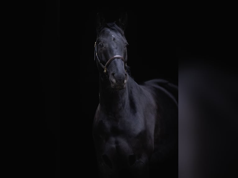 Hanoverian Gelding 9 years 16 hh Black in Walldorf