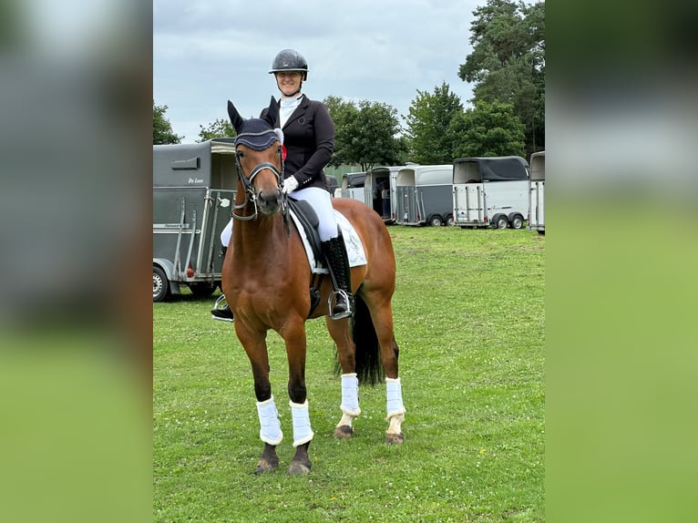 Hanoverian Gelding 9 years 16 hh Brown in Bremerhaven