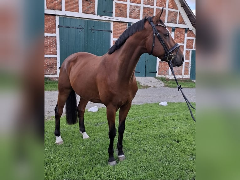 Hanoverian Gelding 9 years 16 hh Brown in Cuxhaven