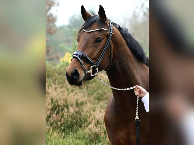 Hanoverian Gelding 9 years 16 hh Brown in Cuxhaven