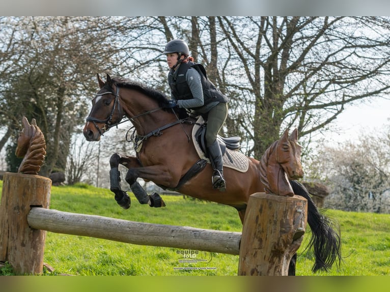 Hanoverian Gelding 9 years 16 hh Brown in Remagen