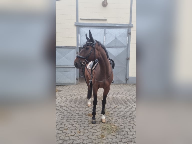 Hanoverian Gelding 9 years 16 hh Brown in Remagen