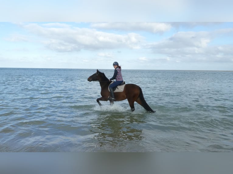 Hanoverian Gelding 9 years 16 hh Brown in Remagen