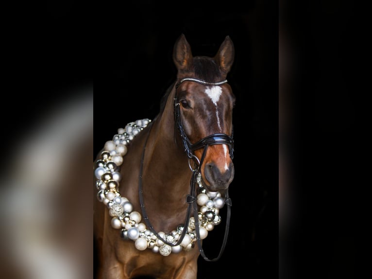 Hanoverian Gelding 9 years 16 hh Brown in Remagen