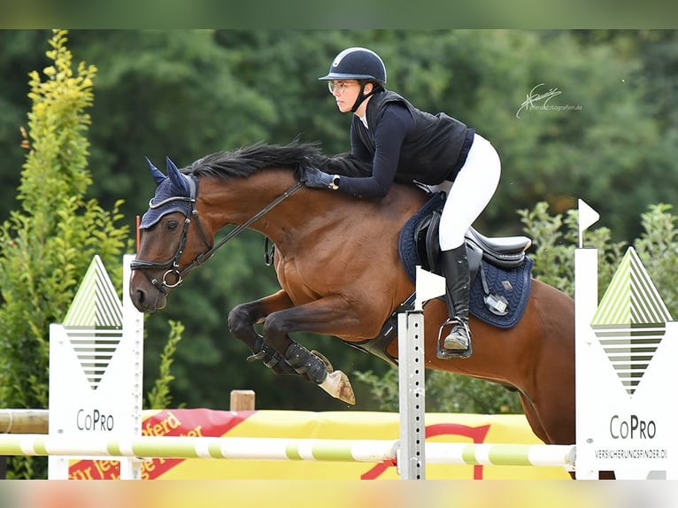 Hanoverian Gelding 9 years 16 hh Brown in Remagen