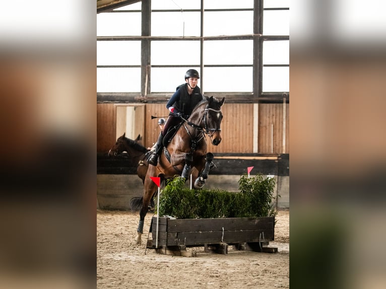 Hanoverian Gelding 9 years 16 hh Brown in Remagen
