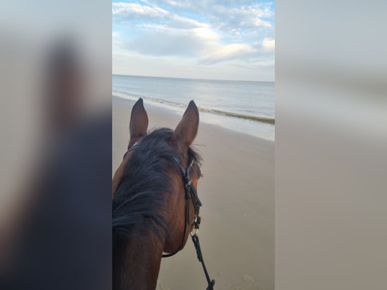 Hanoverian Gelding 9 years 16 hh Brown in Remagen