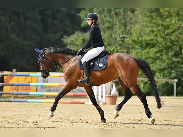 Hanoverian Gelding 9 years 16 hh Brown in Remagen