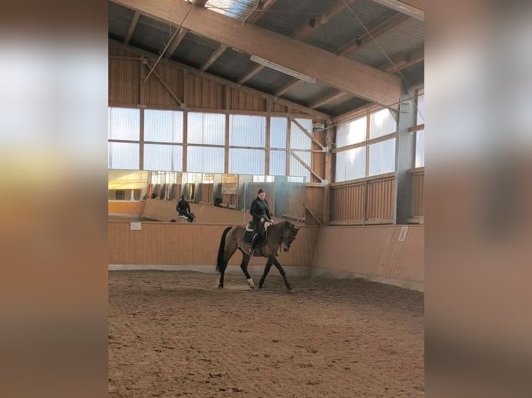 Hanoverian Gelding 9 years 16 hh Brown in Gro&#xDF;beeren