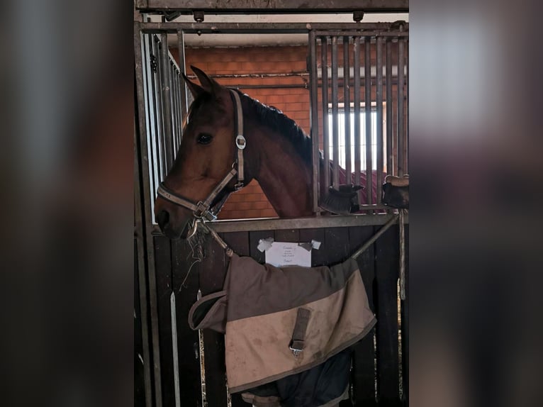 Hanoverian Gelding 9 years 16 hh Brown in Gro&#xDF;beeren