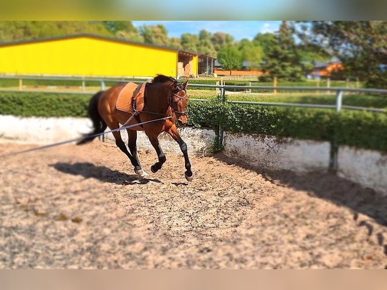 Hanoverian Gelding 9 years 16 hh Brown in Gro&#xDF;beeren