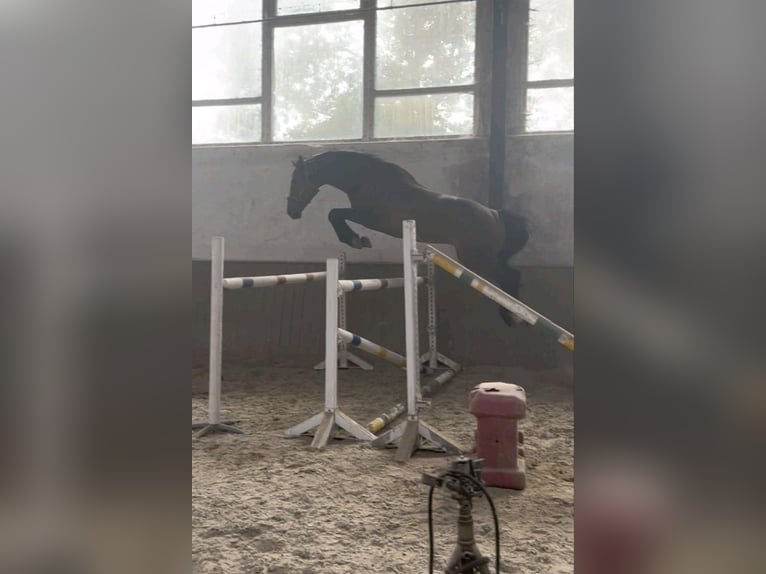 Hanoverian Gelding 9 years 16 hh Brown in Gro&#xDF;beeren