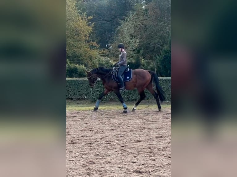 Hanoverian Gelding 9 years 16 hh Brown in Gro&#xDF;beeren