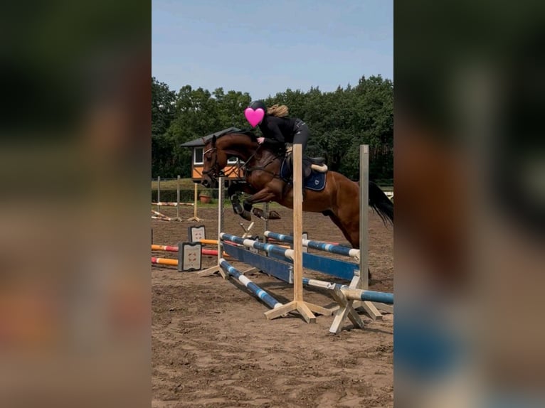 Hanoverian Gelding 9 years 16 hh Brown in Gro&#xDF;beeren