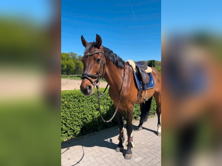 Hanoverian Gelding 9 years 16 hh Brown in Gro&#xDF;beeren