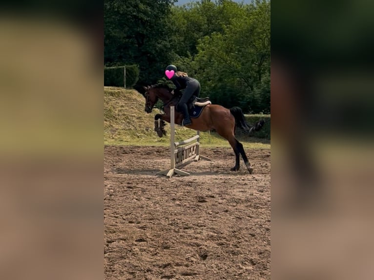 Hanoverian Gelding 9 years 16 hh Brown in Gro&#xDF;beeren