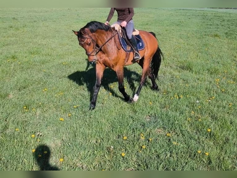 Hanoverian Gelding 9 years 16 hh Brown in Gro&#xDF;beeren