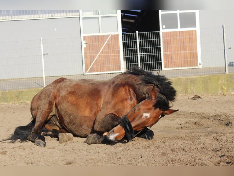 Hanoverian Gelding 9 years 16 hh Brown in Hamersen