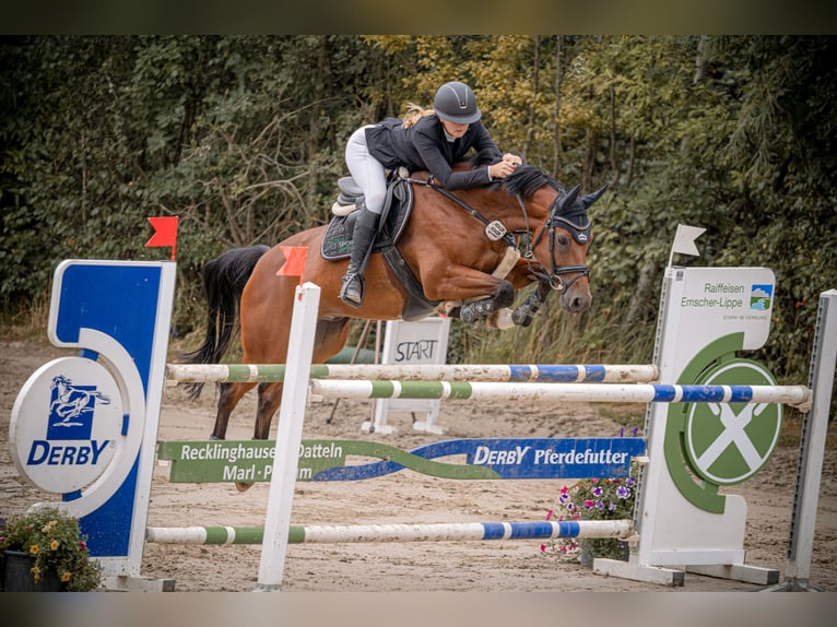 Hanoverian Gelding 9 years 16 hh Brown in Waltrop