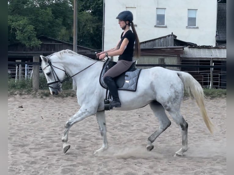 Hanoverian Gelding 9 years 16 hh Gray in M&#xFC;lheim an der Ruhr