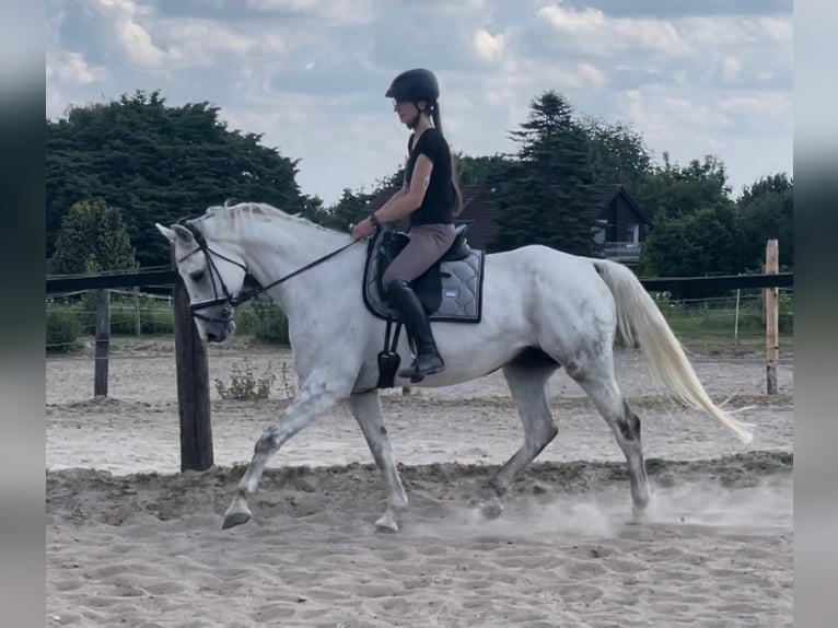 Hanoverian Gelding 9 years 16 hh Gray in M&#xFC;lheim an der Ruhr