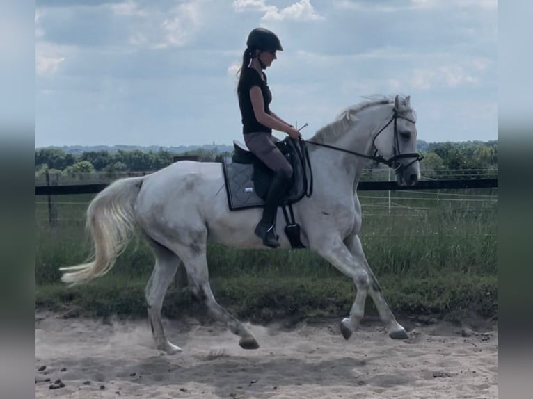 Hanoverian Gelding 9 years 16 hh Gray in M&#xFC;lheim an der Ruhr